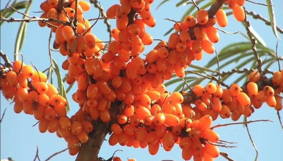 उच्च हिमालयी क्षेत्रों में सीबकथोर्न की खेती से बदलेगी किसानों की किस्मत, सरकार बना रही कार्ययोजना